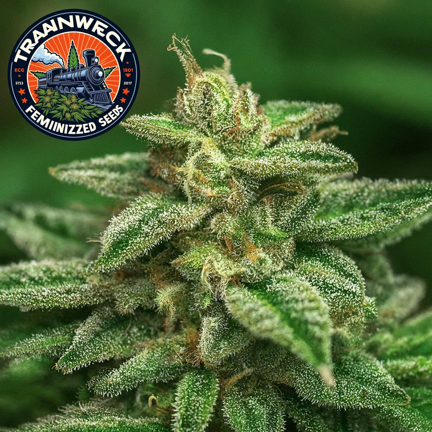 Trainwreck Feminized Seeds