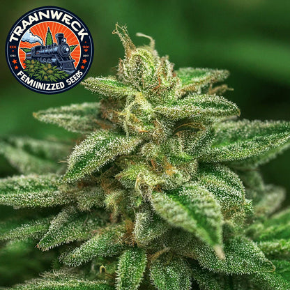 Trainwreck Feminized Seeds