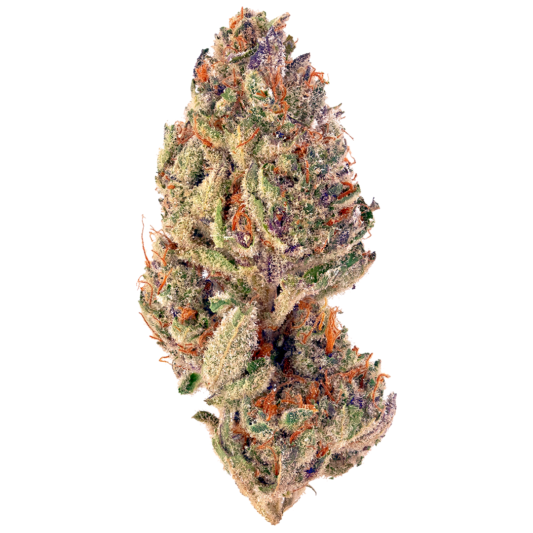 Tropicana Cookies Purple - Sativa Feminized Marijuana Seeds