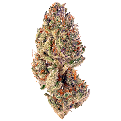 Tropicana Cookies Purple - Sativa Feminized Marijuana Seeds