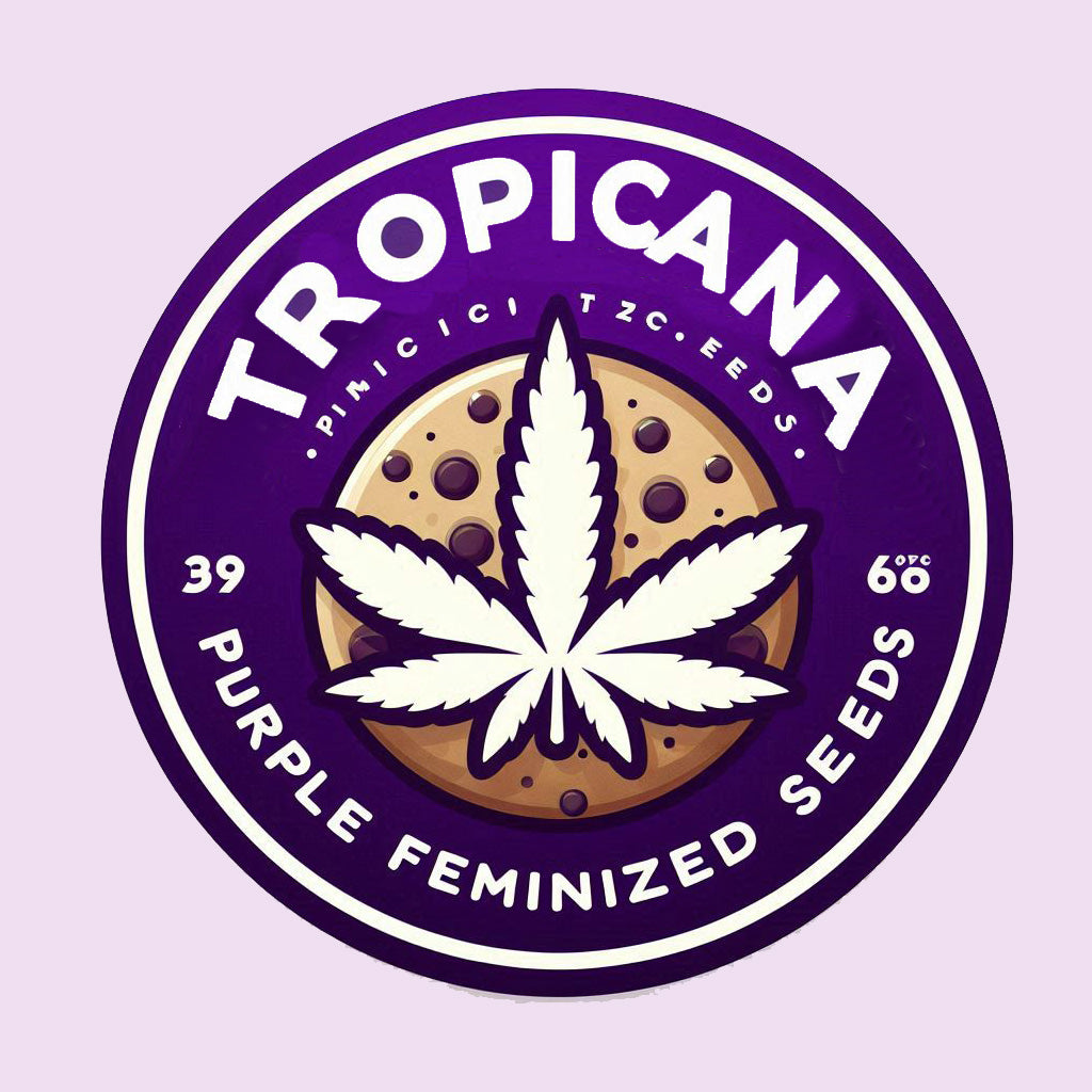 Tropicana Cookies Purple - Sativa Feminized Marijuana Seeds