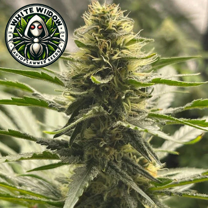 White Widow  Autoflower Seeds