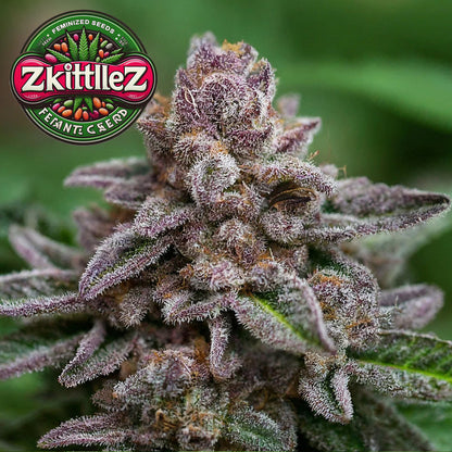 Zkittlez Indica Feminized Seeds