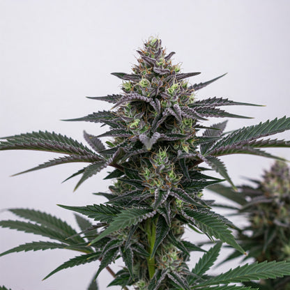 Blue Cheese Feminized Seeds