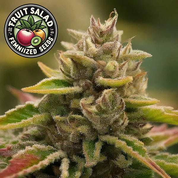 Fruit Salad Feminized Seeds