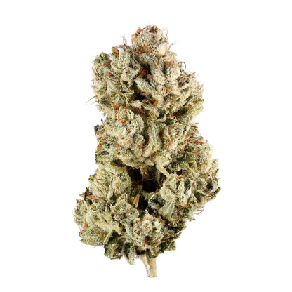 Jack Herer - Sativa Autoflower Marijuana Seeds