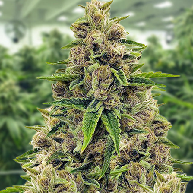 Godfather OG - Indica Feminized Marijuana Seeds