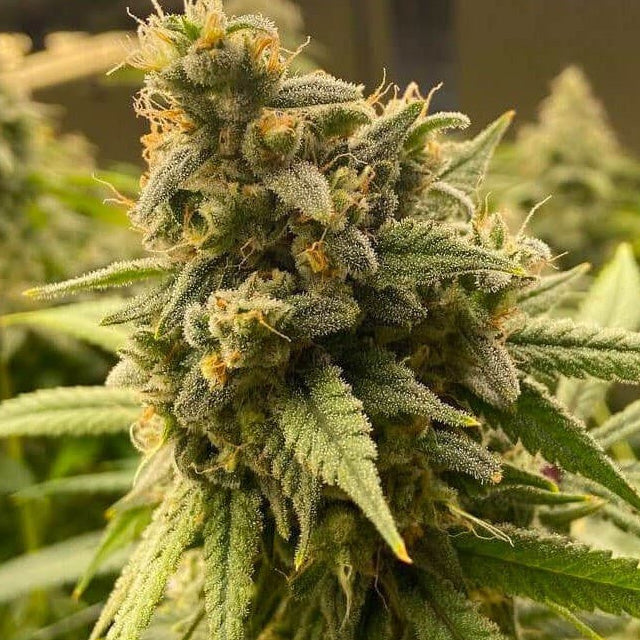 Pineapple Haze - Sativa Feminized Marijuana Seeds