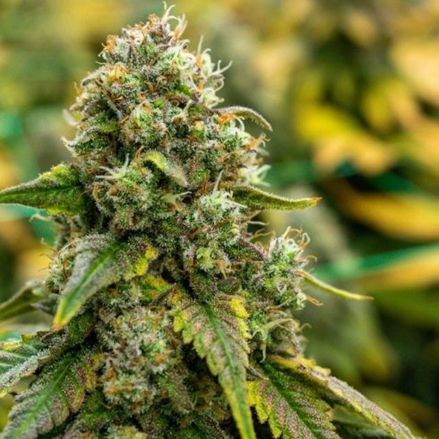 Power Plant - Sativa Feminized Marijuana Seeds