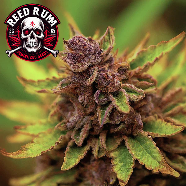 Red Rum Feminized Seeds