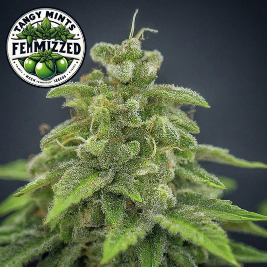 Tangy Mints Feminized Seeds