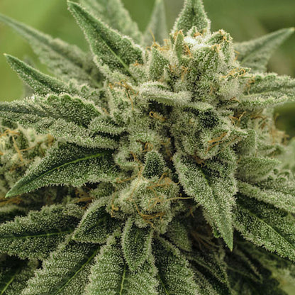 Wedding Cake - Indica Feminized Marijuana Seeds