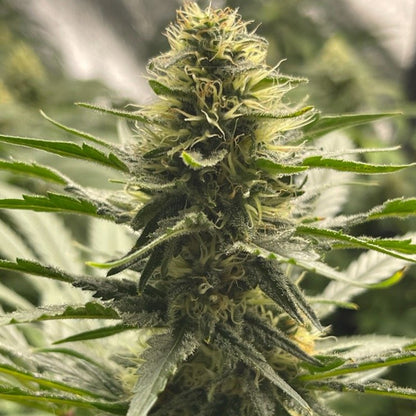 White Widow - Indica  Autoflower Marijuana Seeds